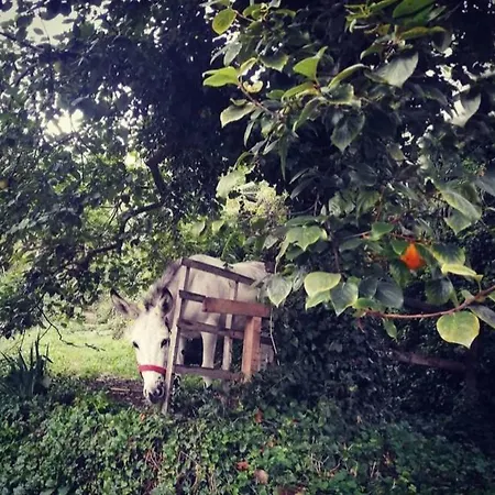 La Casa Di Mo Feriehus Albisola Superiore